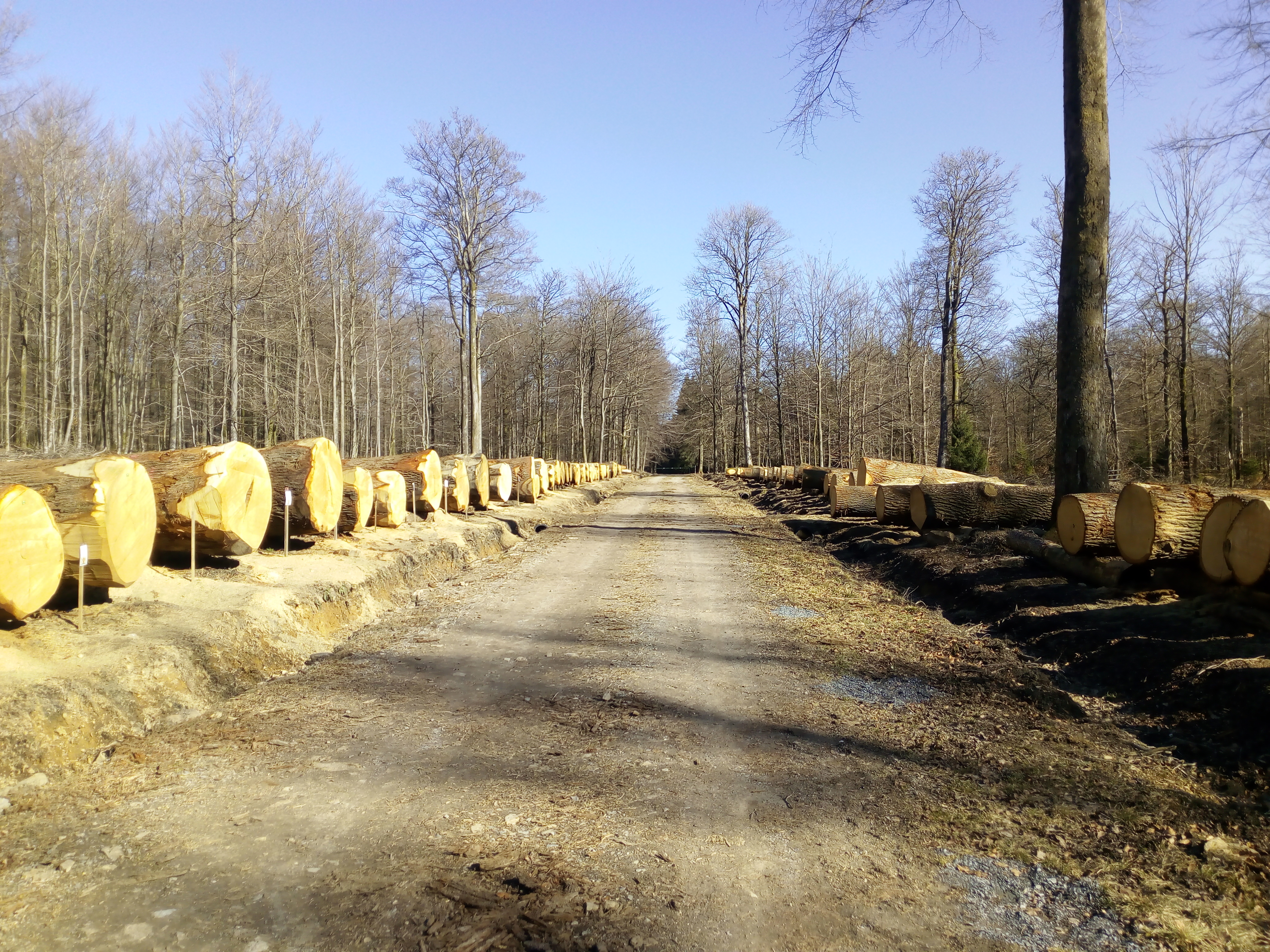 Photo de rondins de bois